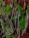 Moss on the root of a sago tree Royalty Free Stock Photo