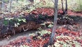 Moss on the roots of trees. Early autumn in Poland. Random photo Royalty Free Stock Photo