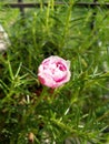 Moss Rose