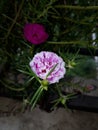 Moss Rose