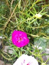 Moss Rose