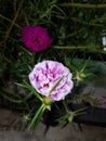 Moss Rose