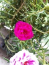 Moss Rose