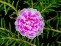 Moss rose flower purple