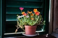 Moss Rose flower in a window