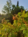 Moss Rose in a Garden on a Sunny Spring Afternoon in the Month of May Golden Hour