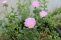 Moss-rose  gorgeous beautiful natural flowers Royalty Free Stock Photo
