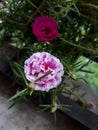 Moss Rose