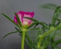 Moss Rose Royalty Free Stock Photo