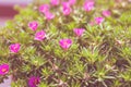 MOSS ROSE PLANT / SANJIVANI BOOTI IN LOCAL REGION OF INDIA. Moss rose is an extremely easy plant to grow, almost to the point of