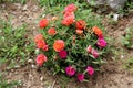 Moss rose or Portulaca grandiflora annual plant with orange and dark pink flowers growing in shape of small bush planted in home Royalty Free Stock Photo
