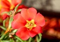 Moss rose Portulaca grandiflora. Beautiful multicolored flower.