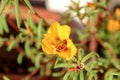 Moss rose Portulaca grandiflora. Beautiful multicolored flower.