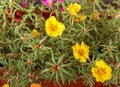 Moss rose Portulaca grandiflora. Beautiful multicolored flower.