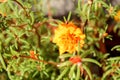 Moss rose Portulaca grandiflora. Beautiful multicolored flower.