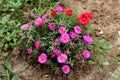 Moss rose or Portulaca grandiflora fast growing plant with closed flower buds and open pink and orange flowers in home garden