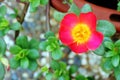 Moss Rose