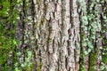 Moss on rough bark on old trunk of maple tree