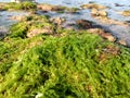 moss scattered when the sea water recedes