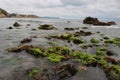 Moss in the sea