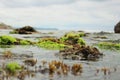 Moss in the sea