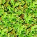 Moss seamless texture background. Royalty Free Stock Photo