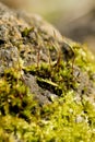 Moss seta growing on a rock.