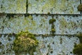 Moss on shingles Royalty Free Stock Photo