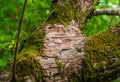 Moss on Tree in Old Growth Forest Royalty Free Stock Photo