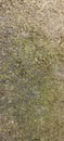 Moss is a small parasite that disturbs rough-textured walls Royalty Free Stock Photo