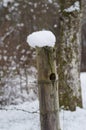 Moss and snow covered fence post with barb wire in winter Royalty Free Stock Photo