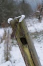 Moss and snow covered fence post with barb wire in winter Royalty Free Stock Photo