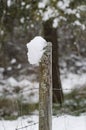 Moss and snow covered fence post with barb wire in winter Royalty Free Stock Photo