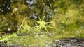 Moss sphagnum  individual plant  macro Royalty Free Stock Photo