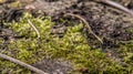 Moss, sphagnum on an old wooden board. An old tree covered with moss.