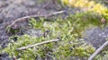 Moss, sphagnum on an old wooden board. An old tree covered with moss.