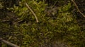 Moss, sphagnum on an old wooden board. An old tree covered with moss.