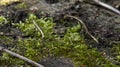 Moss, sphagnum on an old wooden board. An old tree covered with moss.