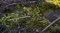 Moss, sphagnum on an old wooden board. An old tree covered with moss.