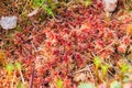 Moss sphagnum, red and brown building moss, Karelia, Russia