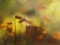 Moss sporangia on blurred background Royalty Free Stock Photo