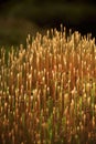 Moss spore capsules catching the golden hour light, beautiful