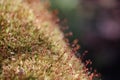 Moss spore capsules in the forest close up Royalty Free Stock Photo