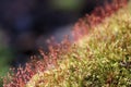 Moss spore capsules in the forest close up Royalty Free Stock Photo