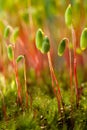 Moss spore capsules Royalty Free Stock Photo