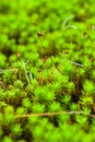 Moss and Spores