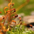 Moss spores closeup