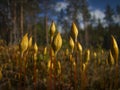 Moss spores grow upward and soon open