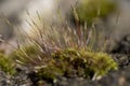Moss spores on a rock