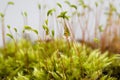 Moss Spores with Water Droplets